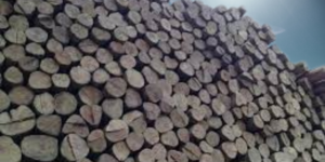 chittagong shill korai wood door frame