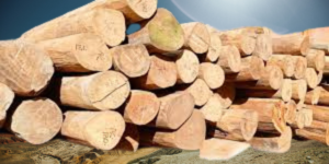 Chittagong Teak Wood